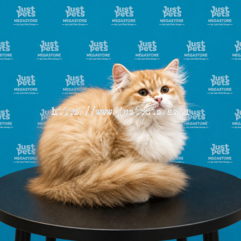 Persian x Mainecoon