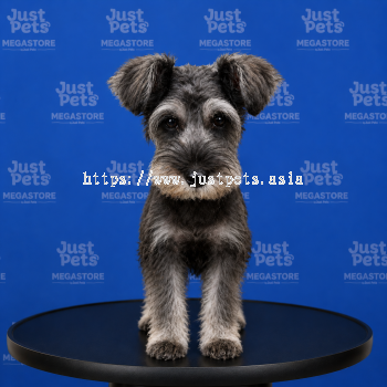 Schnauzer