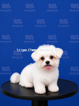 Maltese