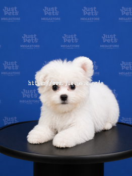 Bichon