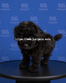 Toy Poodle