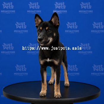 Shiba Inu