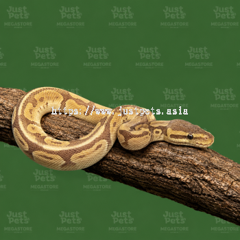 Ball Phyton Snake Banana Pied Het Clown