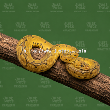 Ball Phyton Snake Firefly Clown