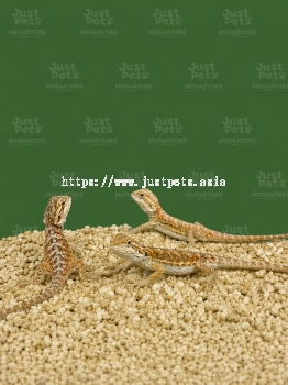 Bearded Dragon