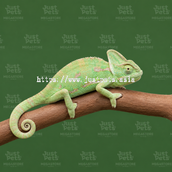 Chameleon Veiled