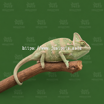 Chameleon Veiled