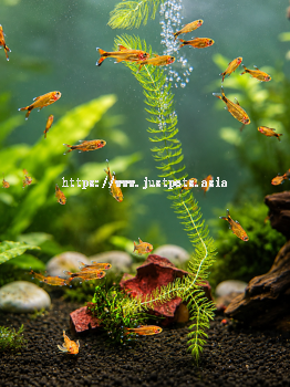Silver Tip Tetra