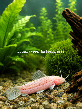 Albino Hoplo Catfish