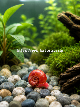 Apple Snail