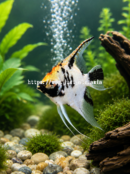 Assorted Angelfish
