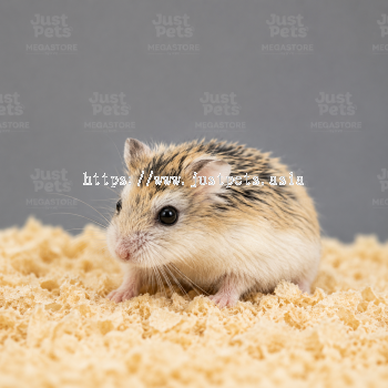 ROBOROVSKI AGOUTI
