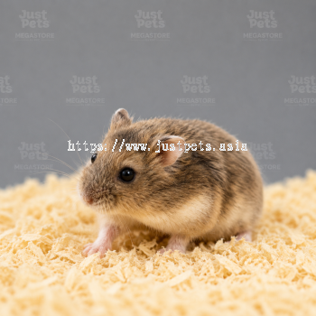 ROBOROVSKI AGOUTI