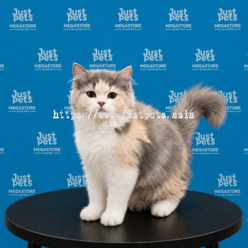British Long Hair Calico