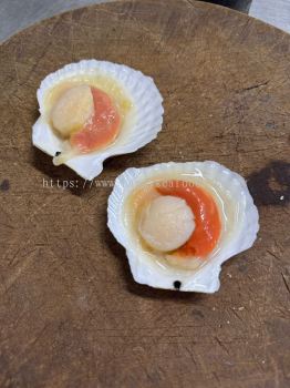 Ϻ���ȱ� scallops