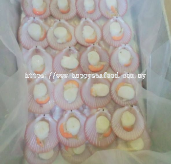 Half shell pink scallop ����ȱ� �����ࣩ