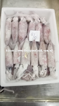 sotong/�ն�