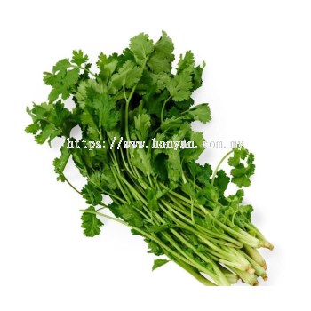 Coriander / Daun Ketumbar