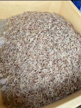  Wild-Caught Sword Prawn
