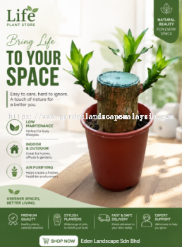 Dracaena Fragrans KL City Center   Low Maintenance Indoor Plant
