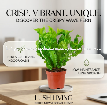 Buy Bird's Nest Fern Plants in Kuala Lumpur | Eden Landscape Sdn Bhd