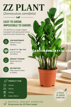 Buy ZZ Plant in Kuala Lumpur | Eden Landscape Sdn Bhd