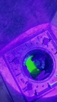 Fluorescent Dye Inspection